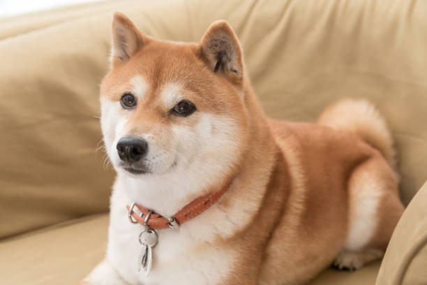 柴犬喂食7大常犯错误,别让柴犬变成"玻璃胃"!