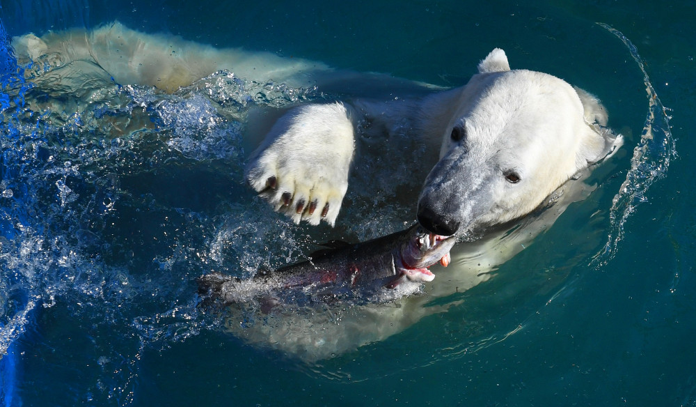 (外代二线)俄罗斯:动物园里的北极熊(2)