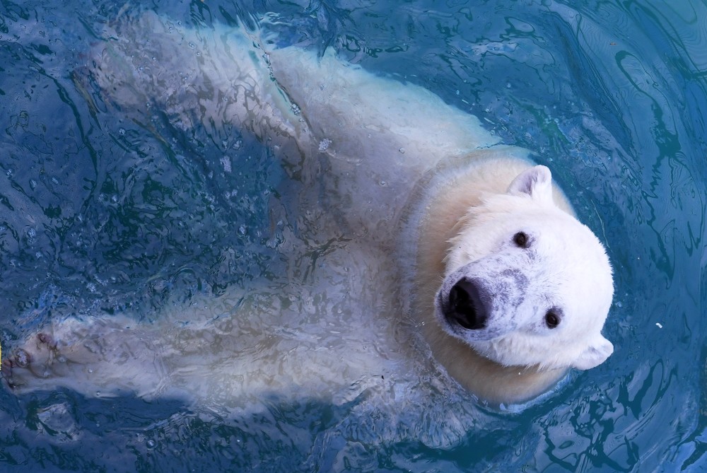 (外代二线)俄罗斯:动物园里的北极熊(2)