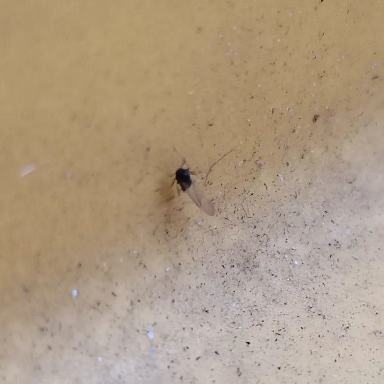 为啥今年"小咬" 特别多?_腾讯新闻