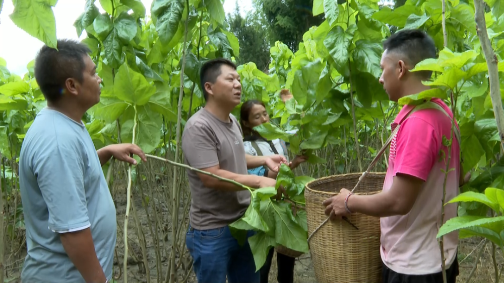 乡村振兴进行时勐阿镇桑蚕产业铺就振兴致富路