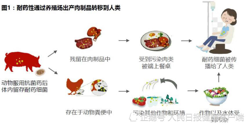 世界动物保护协会从源头解决养殖业抗生素滥用问题