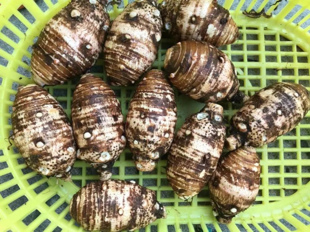 中和镇逾9万斤红麻芋头待销,急盼收购商_腾讯新闻