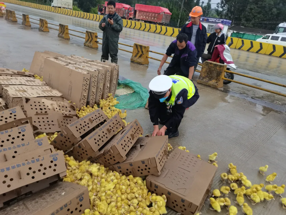 当5000只小黄鸭遇上小黄人