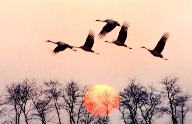 【诗中节令】鸿雁:唯有年年秋雁飞『明月几时有』(125)_腾讯新闻