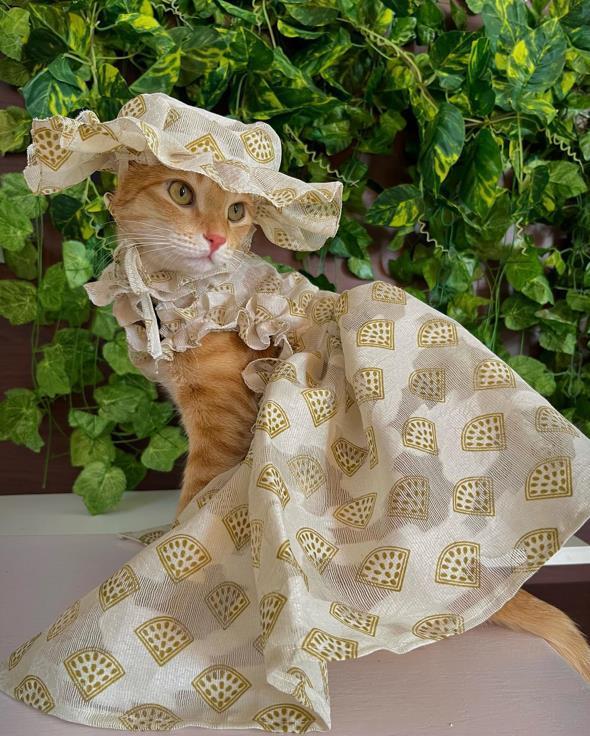 橘猫完美驾驭各种款式的漂亮小裙子,全是外婆手工缝制,简直太优雅了!