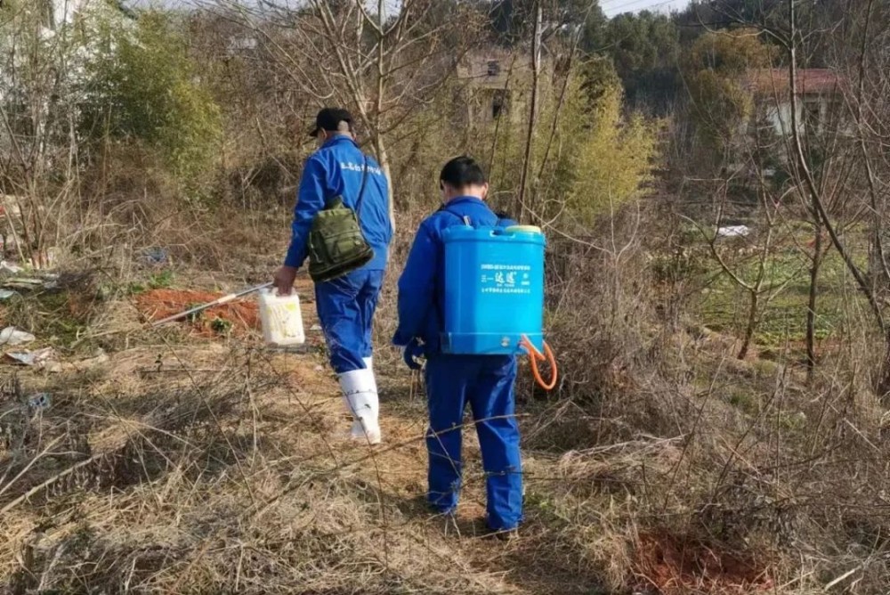 針對田家堡村旁綠地美湖小區的紅火蟻疫情,武漢正名白蟻防治有限公司