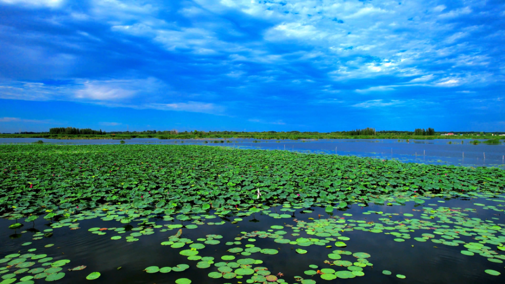 白洋淀美图|碧波万顷,美景如画_腾讯新闻