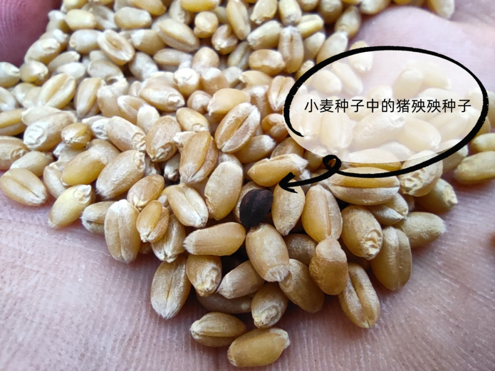 小麦田新型杂草危害大,农民将传播矛头指向种子公司,有依据吗?