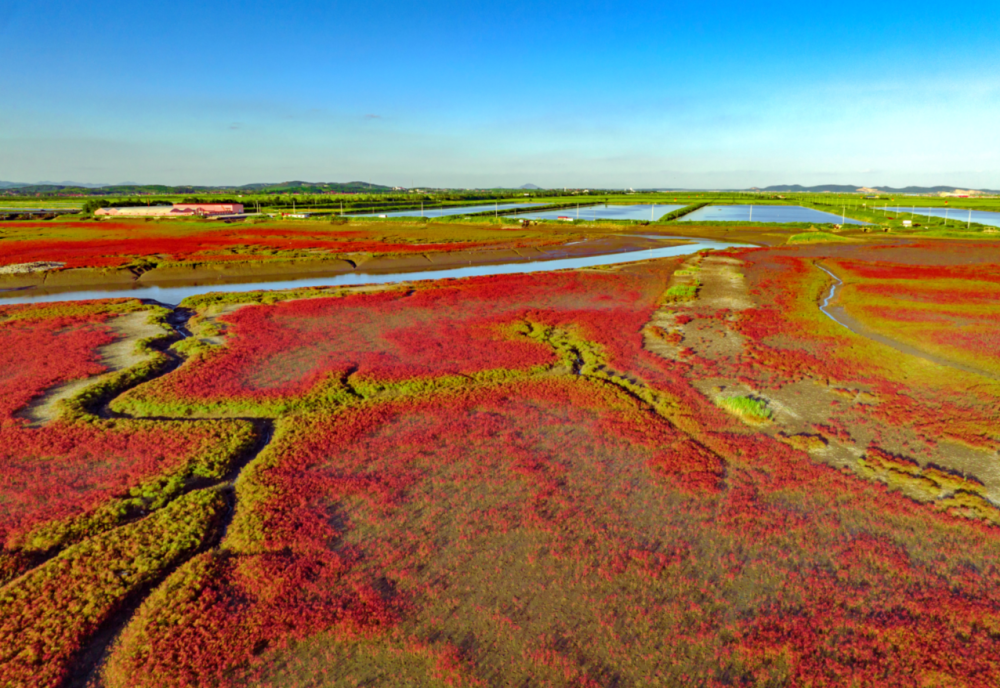 庄河版红海滩红似朝霞令人震撼