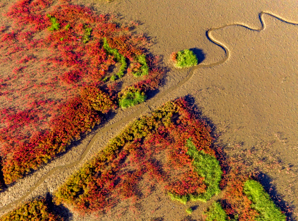 庄河版红海滩红似朝霞令人震撼