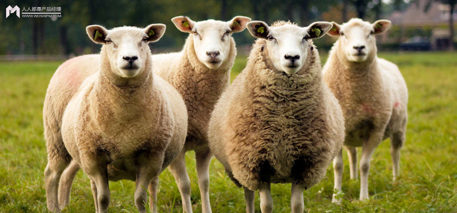 “羊了个羊”很火，能复制吗？新世纪大学英语系列教材