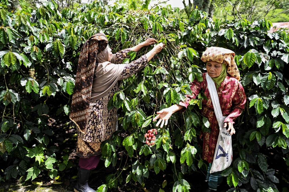 (外代一线)印度尼西亚:采摘咖啡豆_腾讯新闻