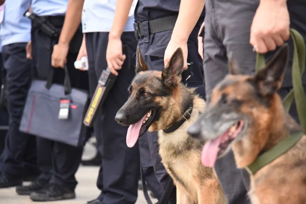 南寧市公安局組織36名帶犬民警,輔警及36只警犬全力投入第19屆中國