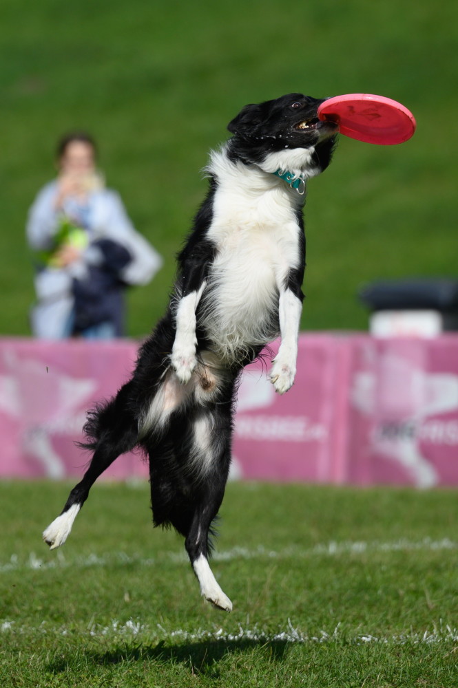 波兰举行世界狗接飞盘比赛