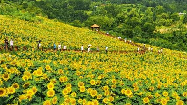 镇安“打造‘一厅四地’助推高质量发展”系列报道之一_腾讯新闻