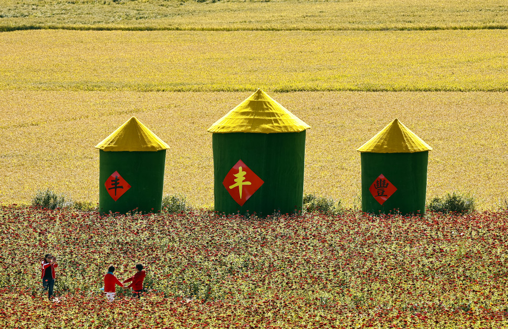 稻谷飘香 丰收在望