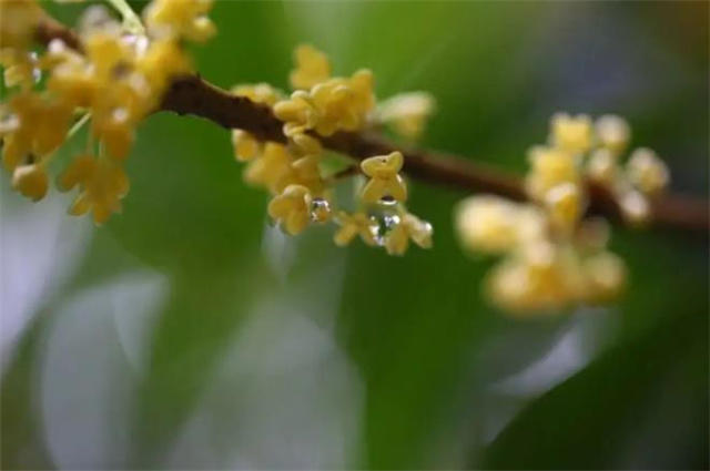 桂花为何叫作木樨？木樨美词四首，赏读清秋桂花香_腾讯新闻