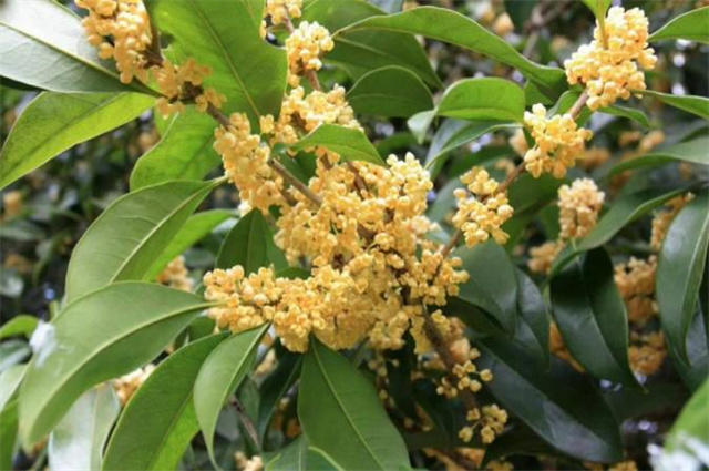 桂花为何叫作木樨？木樨美词四首，赏读清秋桂花香_腾讯新闻