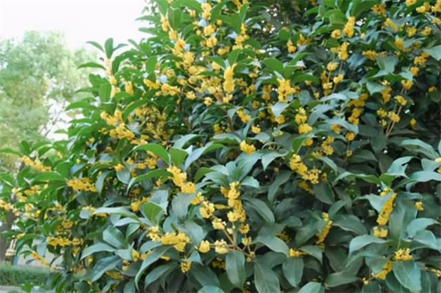 桂花为何叫作木樨？木樨美词四首，赏读清秋桂花香_腾讯新闻