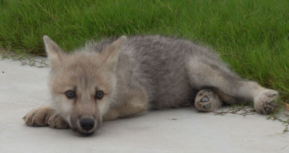 世界首例，出生在北京昌平的克隆北极狼有望在动物园见到了！
