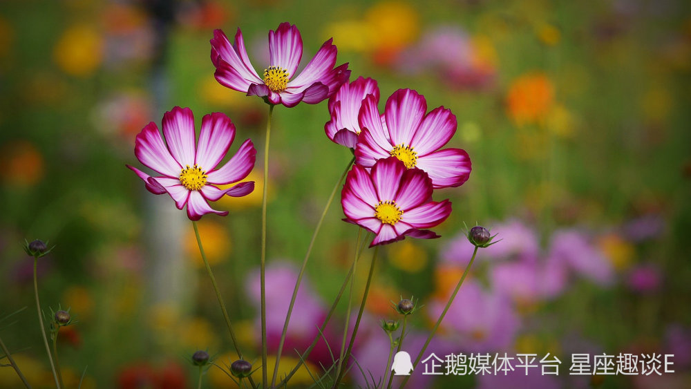 9月日 30日爱情运势 伉俪情深 相敬如宾的四大星座 腾讯新闻