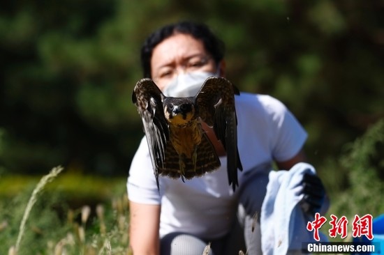 北京：六只康复猛禽重回山林