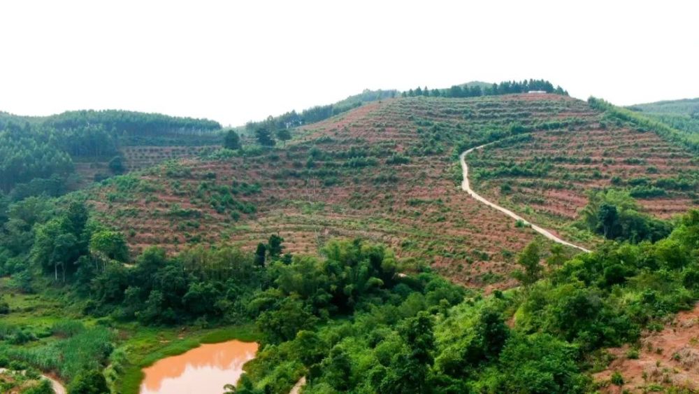 近日,记者在宁明县亭亮镇天西村上芳屯看到,满山遍野尽是四季青柠树