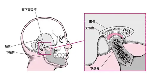 颞颌关节位于耳朵前面颌骨上方摸起来有点凹陷的位置,由下颌头和颞骨