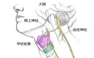 迷走神经这根脑部最长的神经是身心平静的开关