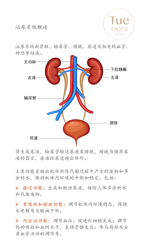 泌尿系统概述