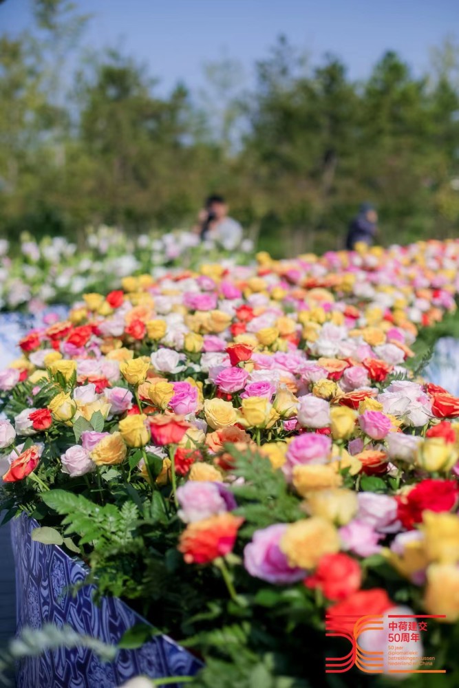 专访荷兰驻华大使：5万朵鲜花，为中荷未来合作播下种子定语从句中作定语2022已更新(新华网/头条)