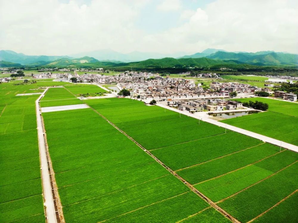 喜迎二十大 恩平这十年|牛江镇:农业兴,农村美,农民富,乡村振兴工作