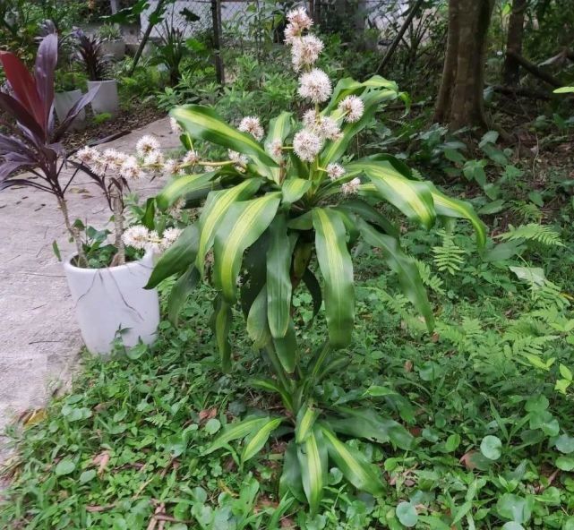 盆栽香龍血樹大小盆栽都可以養室內,粗養才好開花