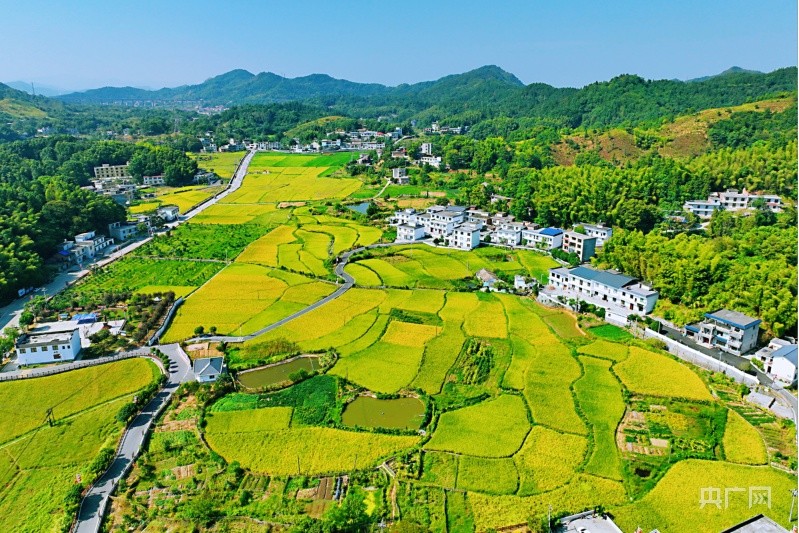 风吹稻浪阵阵香赣鄱大地奏响丰收曲