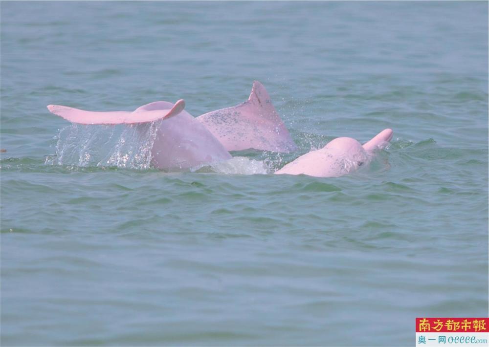 7个中华白海豚自然保护区 6个在广东_腾讯新闻