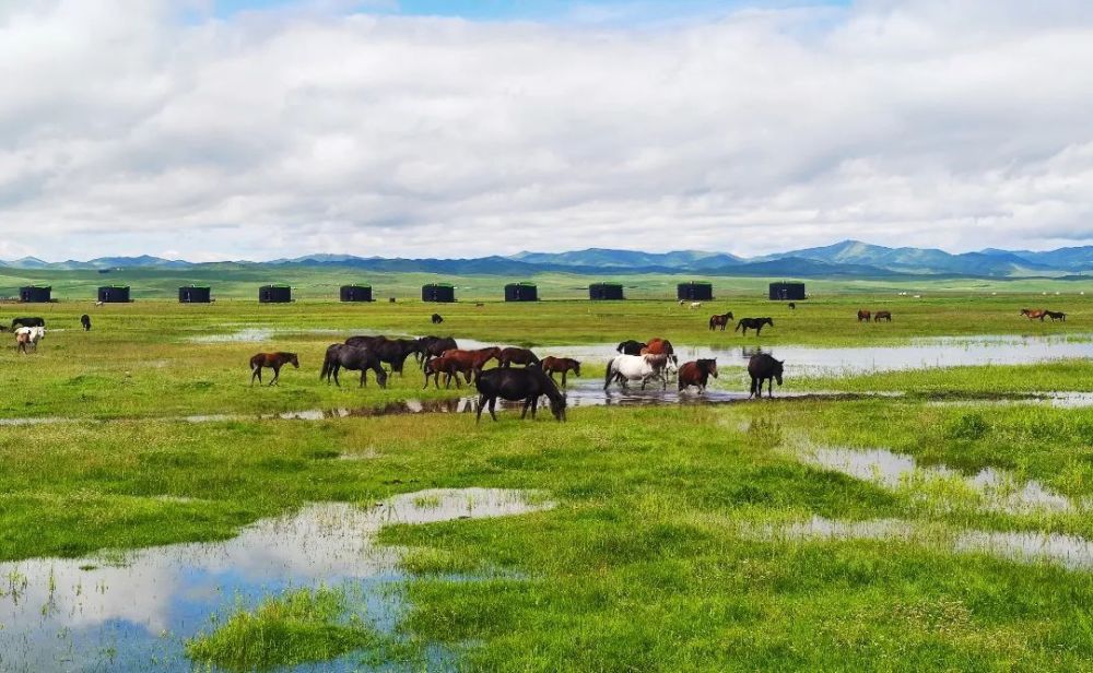 90张照片告诉你,河曲马场到底有多美!_腾讯新闻