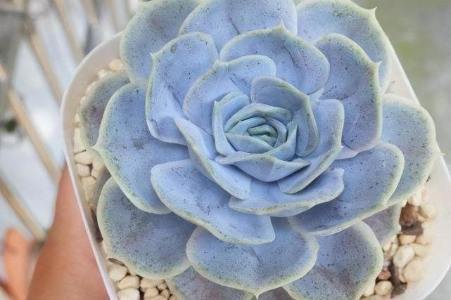 6,蓝色惊喜价格高的时候,一个单头的蓝色惊喜能卖出好几百的价格,现在