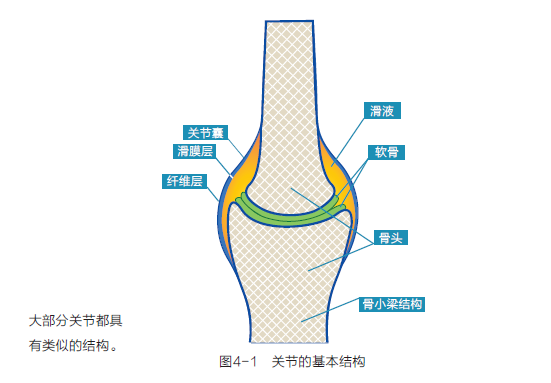 关节的特点 腾讯网