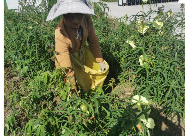 江苏海安 黄蜀葵花致富千家 腾讯新闻