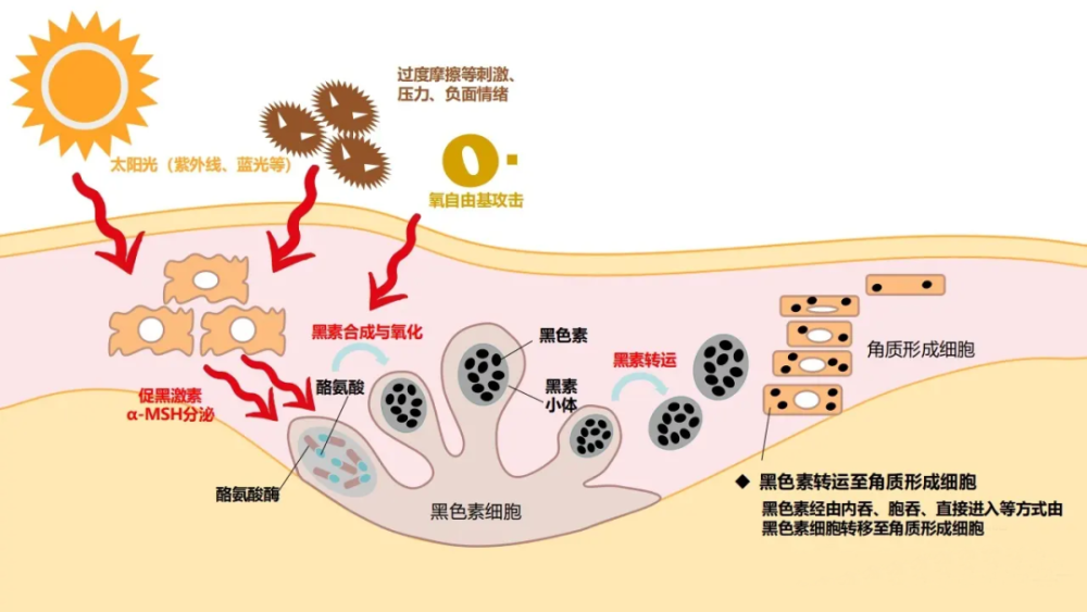 黑色素细胞为什么会自毁该如何挽救我们的白癜风