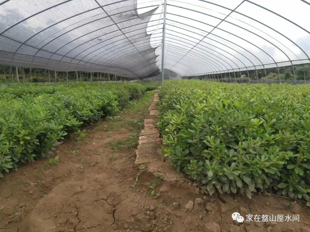 西北苗木网（西北苗木网最新免费求购信息查询） 第8张