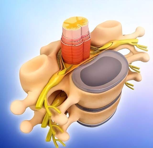 而椎管里面走形着对我们人体非常重要的脊髓和神经,在颈椎管,胸椎管里