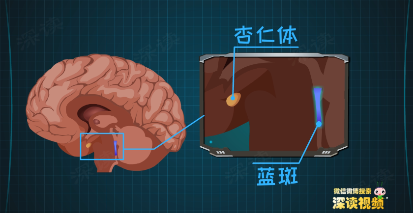 危险信号后,一口气干了几件事:一旦信息被贴上危险标签,大脑皮层就会
