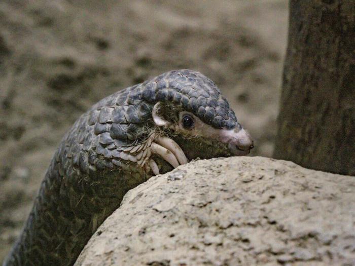 臺北市動物園救傷穿山甲亮相 喜歡爬高愛玩水_騰訊新聞