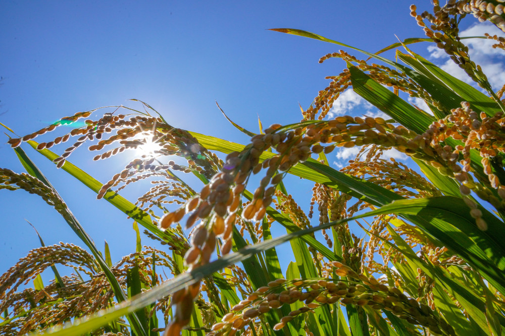 吉林:水稻主产区拉开秋收序幕