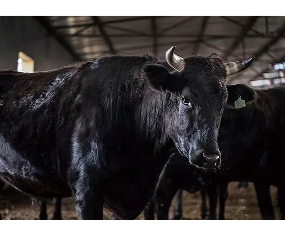 触动惊艳味蕾喝啤酒,睡软床,听音乐记录高青黑牛的幸福生活还在等什么