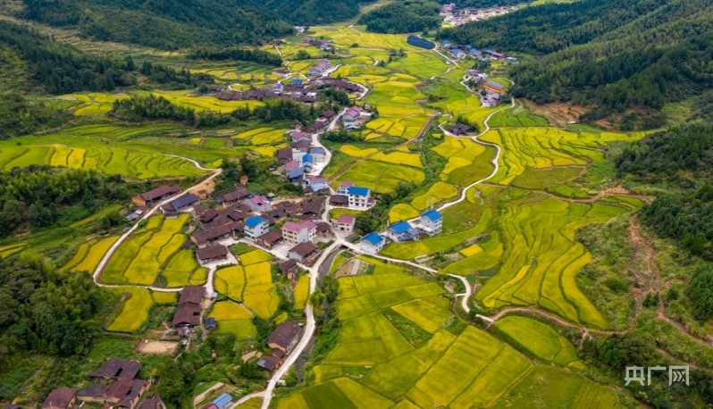 丰收福景福建光泽稻花香里说丰年景美如画