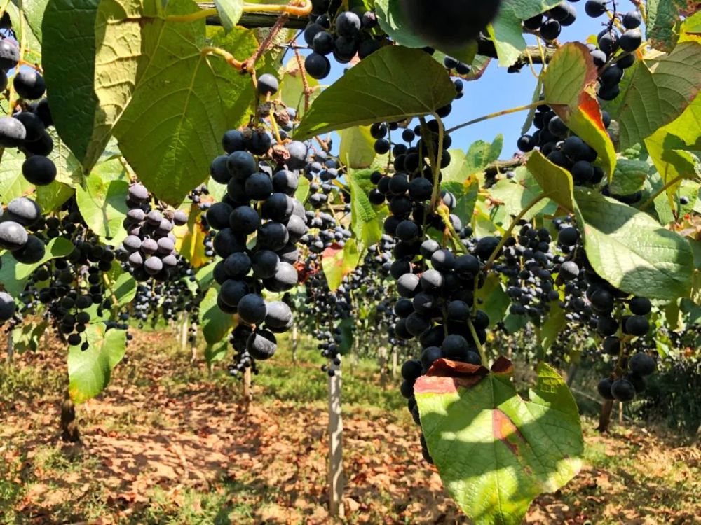 "湘珍珠"刺葡萄圆又亮!离不开气象人的守护_腾讯新闻