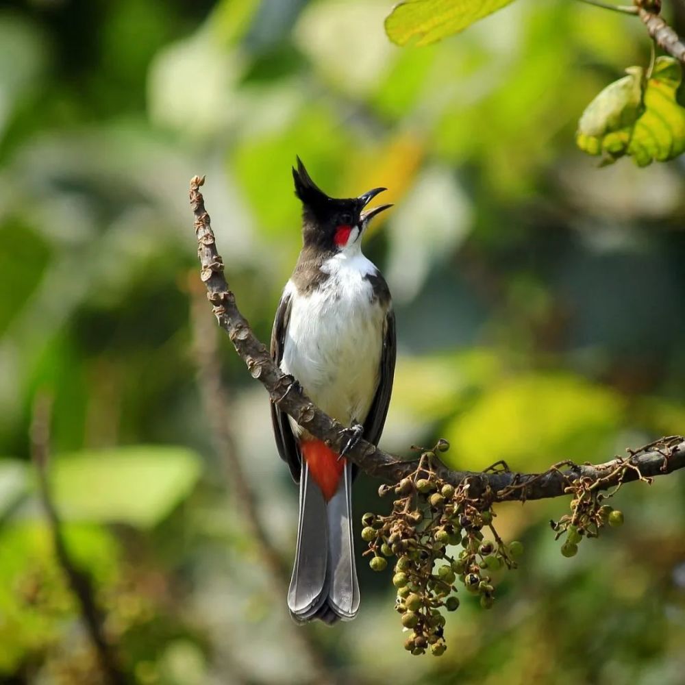 奖金最高3000元保护野生动植物摄影征集开始啦速来拍一拍